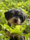 Dorkie Puppies for sale in Stroudsburg, PA 18360, USA. price: $350