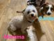 Dorkie Puppies for sale in Bone Gap, IL 62815, USA. price: $300