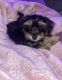Dorkie Puppies for sale in Harrison Twp, MI, USA. price: $1,500