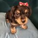 Dorkie Puppies for sale in Nashville, TN, USA. price: $500