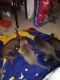 Dorkie Puppies for sale in Modesto, CA 95351, USA. price: $100