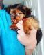 Dorkie Puppies for sale in Bordentown, NJ 08505, USA. price: $600