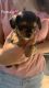 Dorkie Puppies for sale in Lonoke County, AR, USA. price: $245
