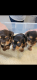 Dorkie Puppies for sale in Zephyrhills, Florida. price: $1,200