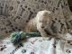 Double Doodle Puppies for sale in Deer Park, WA 99006, USA. price: NA