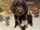 Double Doodle Puppies for sale in Novi, MI, USA. price: $1,800