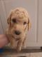 Double Doodle Puppies for sale in Redford Charter Twp, MI, USA. price: NA