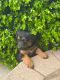 Double Doodle Puppies for sale in St Johns, MI 48879, USA. price: $500
