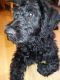 Double Doodle Puppies for sale in Brighton, MI 48116, USA. price: $300
