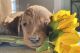 Double Doodle Puppies for sale in Deer Park, WA 99006, USA. price: NA