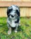 Double Doodle Puppies for sale in Marshall, MI 49068, USA. price: $2,000