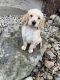 Double Doodle Puppies for sale in Plainwell, MI 49080, USA. price: $800