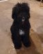 Double Doodle Puppies for sale in Grand Rapids, MI, USA. price: $90,000
