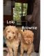 Double Doodle Puppies for sale in Concord Township, OH, USA. price: $1,850