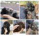 Double Doodle Puppies for sale in Houston, TX, USA. price: $1,800