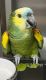 Double Yellow Headed Amazon Birds for sale in Newark, New Jersey. price: $821