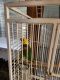 Double Yellow Headed Amazon Birds for sale in Clovis, California. price: $1,200