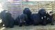 Doxiepoo Puppies for sale in Batesville, AR 72501, USA. price: $1,200