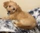 Doxiepoo Puppies for sale in San Antonio, TX 78219, USA. price: $500