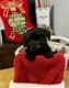 Doxiepoo Puppies for sale in Cincinnati, OH, USA. price: $475