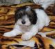 Doxiepoo Puppies for sale in Eugene, OR, USA. price: $650