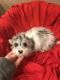 Doxiepoo Puppies for sale in St Joseph, MO, USA. price: $70,000