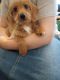 Doxiepoo Puppies for sale in McColl, SC 29570, USA. price: $1,250
