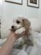 Doxiepoo Puppies for sale in Roseville, CA, USA. price: $1,500