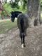 Draft Horse Horses for sale in Viola, AR 72583, USA. price: $2,500