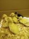 Duck Birds for sale in Brandon, FL, USA. price: $5