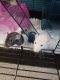 Dumbo Ear Rat Rodents for sale in Menifee, CA, USA. price: NA
