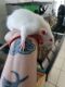 Dumbo Ear Rat Rodents for sale in Lake County, FL, USA. price: NA