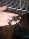 Dumbo Ear Rat Rodents for sale in Stillwater, OK, USA. price: NA