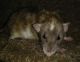 Dumbo Ear Rat Rodents for sale in SeaTac, WA, USA. price: NA