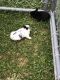Dutch rabbit Rabbits for sale in Schuylkill Haven, PA 17972, USA. price: $2