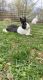 Dutch rabbit Rabbits for sale in Freedom, PA, USA. price: $50