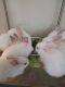 Dutch rabbit Rabbits for sale in Mesa, AZ, USA. price: NA