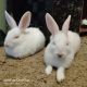 Dutch rabbit Rabbits for sale in Glendale, AZ, USA. price: NA