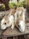 Dutch rabbit Rabbits for sale in Kalyan Nagar, Bengaluru, Karnataka 560043, India. price: 1500 INR