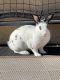 Dutch rabbit Rabbits for sale in Bakersfield, CA 93312, USA. price: $10