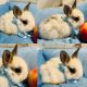 Dutch rabbit Rabbits for sale in Anaheim Hills, Anaheim, CA, USA. price: $75