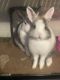Dutch rabbit Rabbits for sale in 2870 Camulos Pl, Los Angeles, CA 90023, USA. price: $30