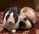 Dutch rabbit Rabbits for sale in Hartland, WI, USA. price: $80