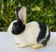 Dutch rabbit Rabbits for sale in Anaheim, California. price: $45