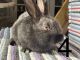 Dutch rabbit Rabbits for sale in New Kensington, PA 15068, USA. price: $60