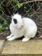 Dutch rabbit Rabbits for sale in Anaheim Hills, Anaheim, CA, USA. price: $50