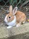 Dutch rabbit Rabbits for sale in Anaheim Hills, Anaheim, CA, USA. price: $45