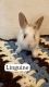 Dutch rabbit Rabbits for sale in Niles, OH, USA. price: NA