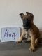 Dutch Shepherd Puppies for sale in Hollister, CA 95023, USA. price: $800