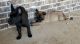 Dutch Shepherd Puppies for sale in Hallsville, TX 75650, USA. price: $100